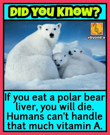 Find out the answer HER E. . Hardest riddle in the world polar bear